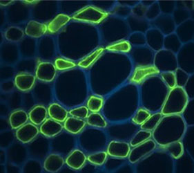 Pectic polysaccharide, Rhamnogalacturonan (monoclonal, clone LM16) in the group Antibodies Plant/Algal / Cell Wall / Dr. Knox collection, University of Leeds at Agrisera AB (Antibodies for research) (AS18 4201-1ml)
